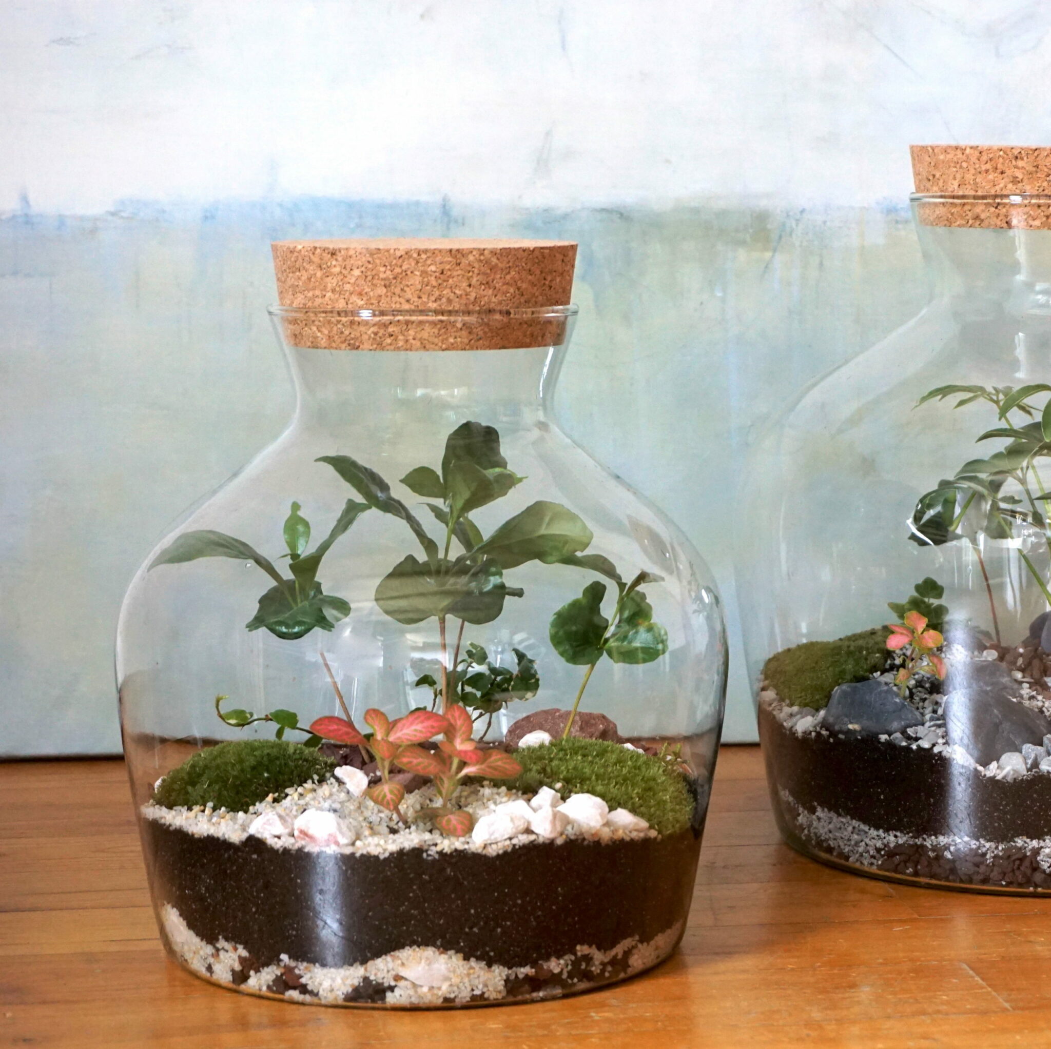 Terrarium En Verre 1600ml Avec Couvercle Liège - Grand Pot Ouverture Pour Succulentes, Déco Maison/Bureau