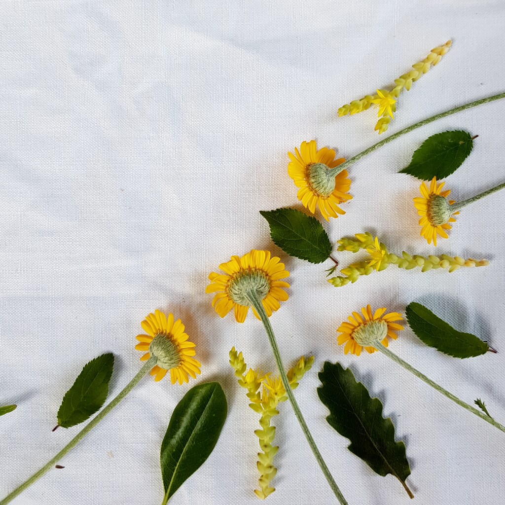 tataki Zome composition fleurs sauvages anthemis jaune
